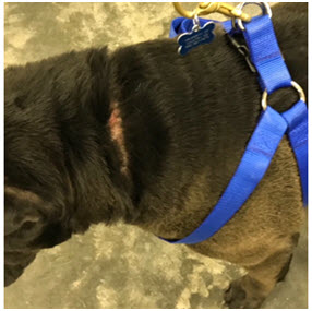 Is Your Dog’s Collar Too Tight? - Country K9 Pet Resort & Spa