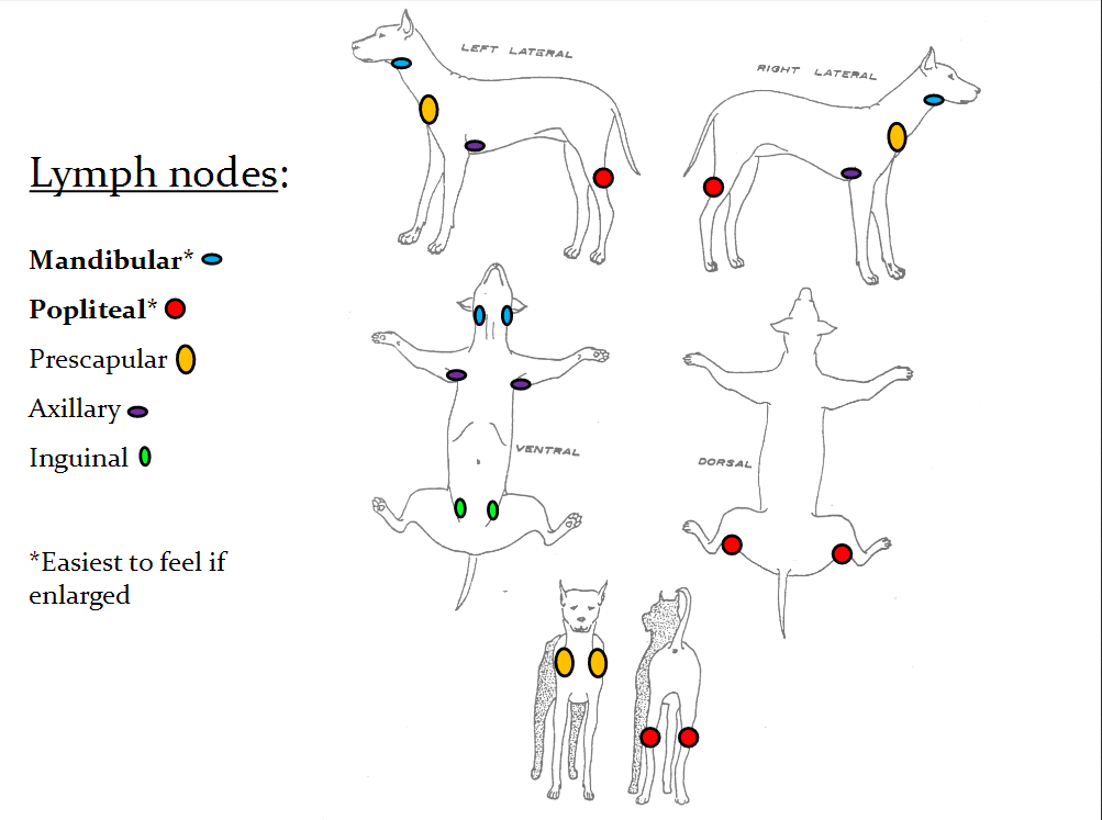 what does a dogs lymph node feel like