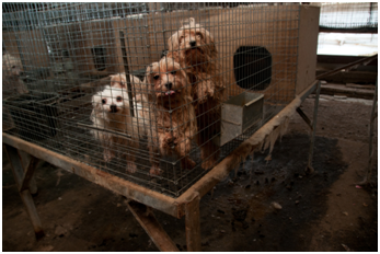 whats wrong with puppy mills