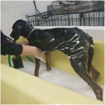 Dog Grooming